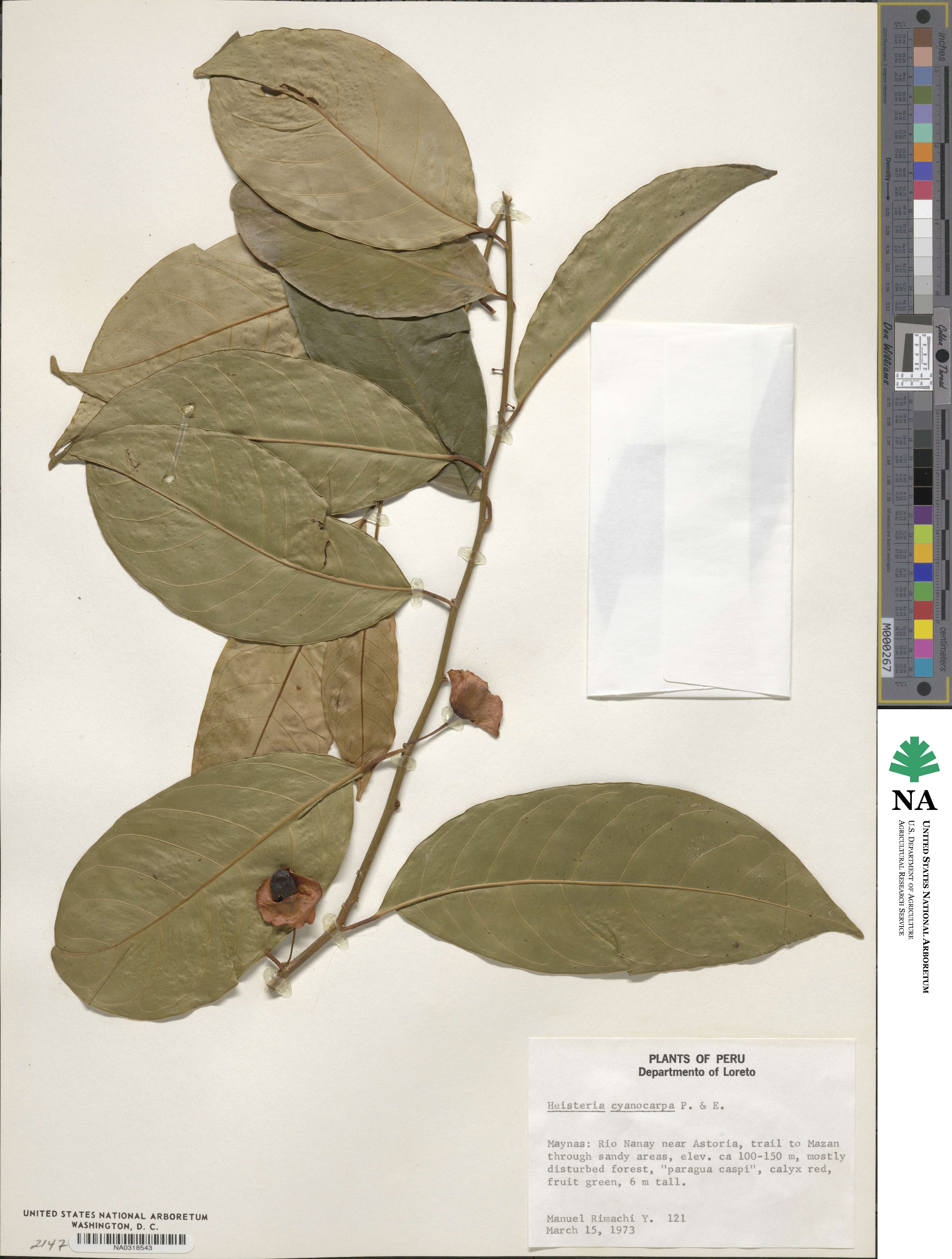 Heisteria acuminata image