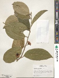 Heisteria acuminata image