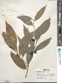 Heisteria acuminata subsp. acuminata image