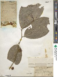 Heisteria acuminata image