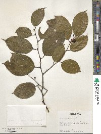 Image of Heisteria scandens