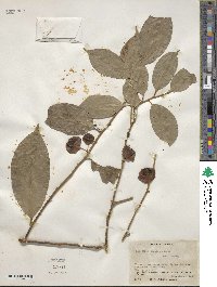 Heisteria acuminata image