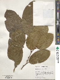 Heisteria acuminata image