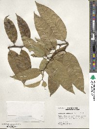 Image of Heisteria spruceana