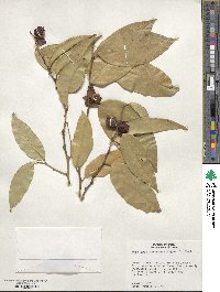 Heisteria spruceana image