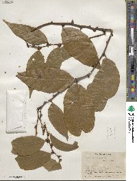 Heisteria spruceana image