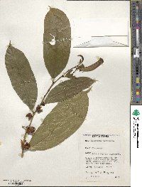 Heisteria parvifolia image