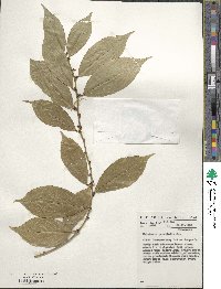 Heisteria parvifolia image