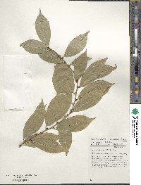 Heisteria parvifolia image