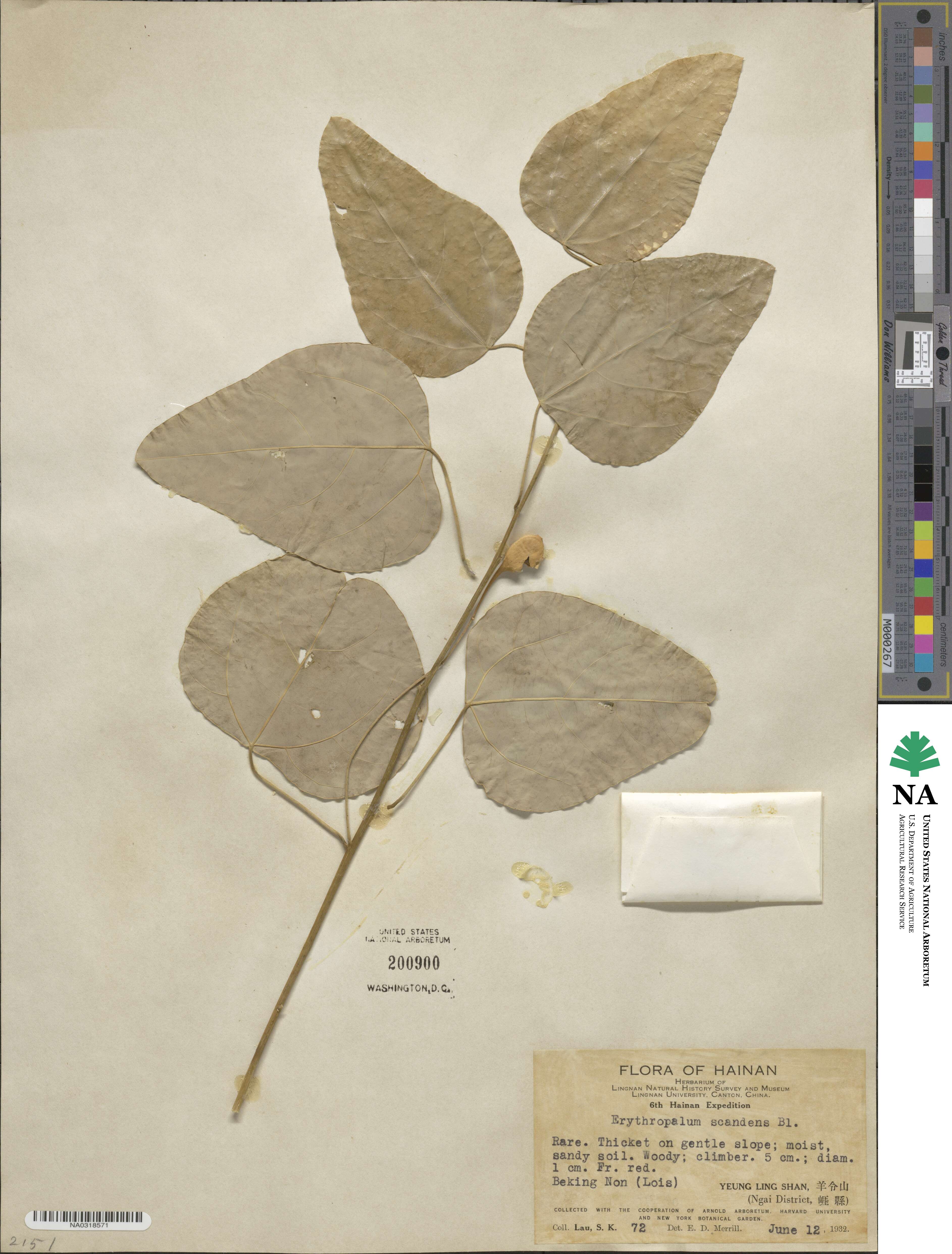 Erythropalum scandens image