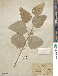 Erythropalum scandens image