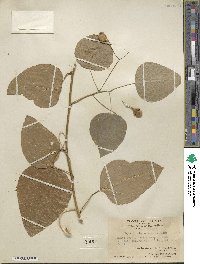 Erythropalum scandens image