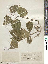 Erythropalum scandens image