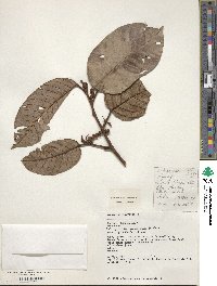 Minquartia guianensis image