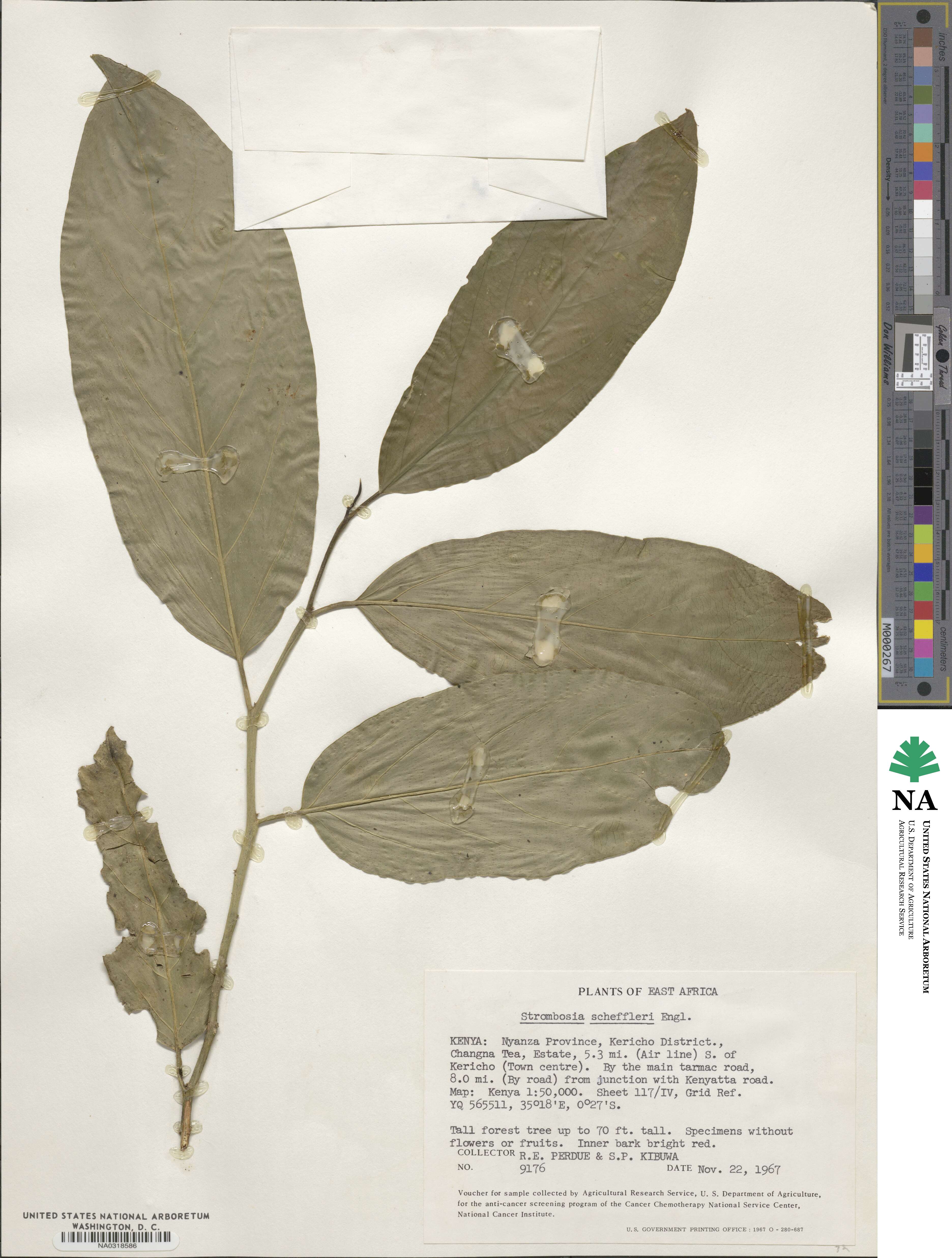Strombosia scheffleri image