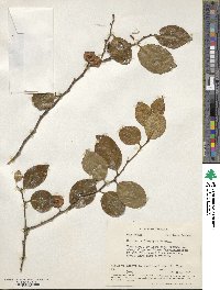 Heisteria acuminata image