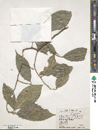 Heisteria acuminata subsp. acuminata image