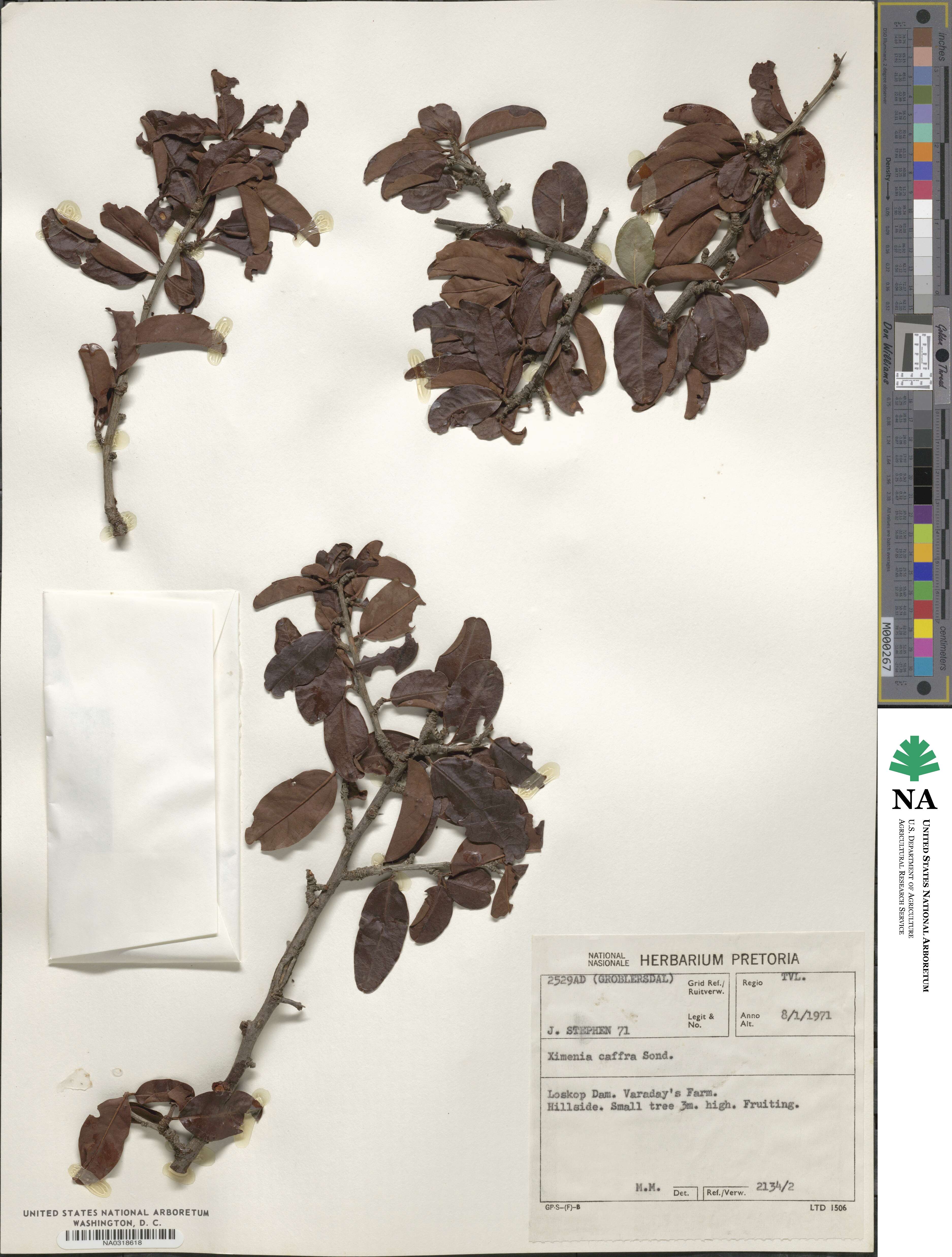 Ximenia caffra image
