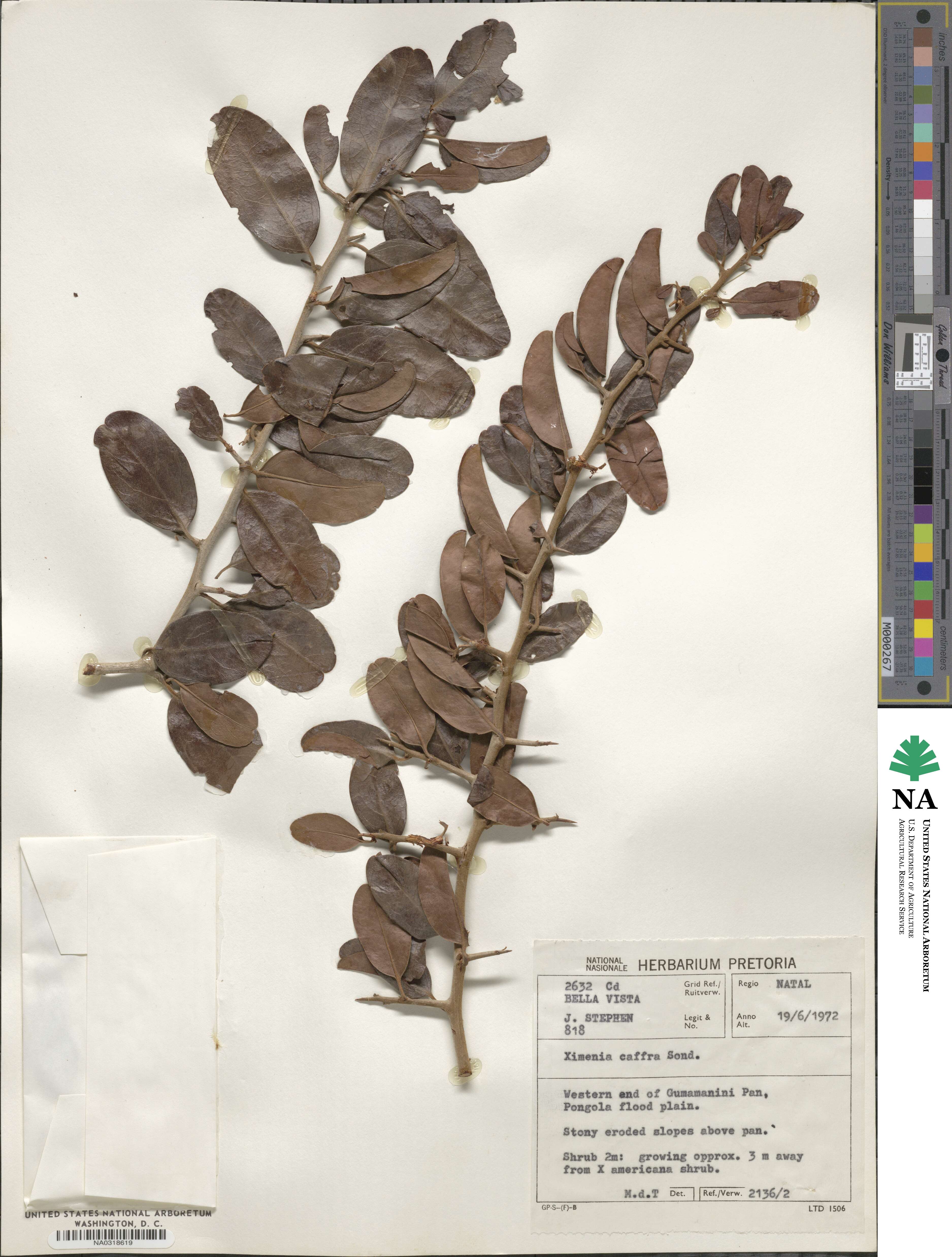 Olacaceae image