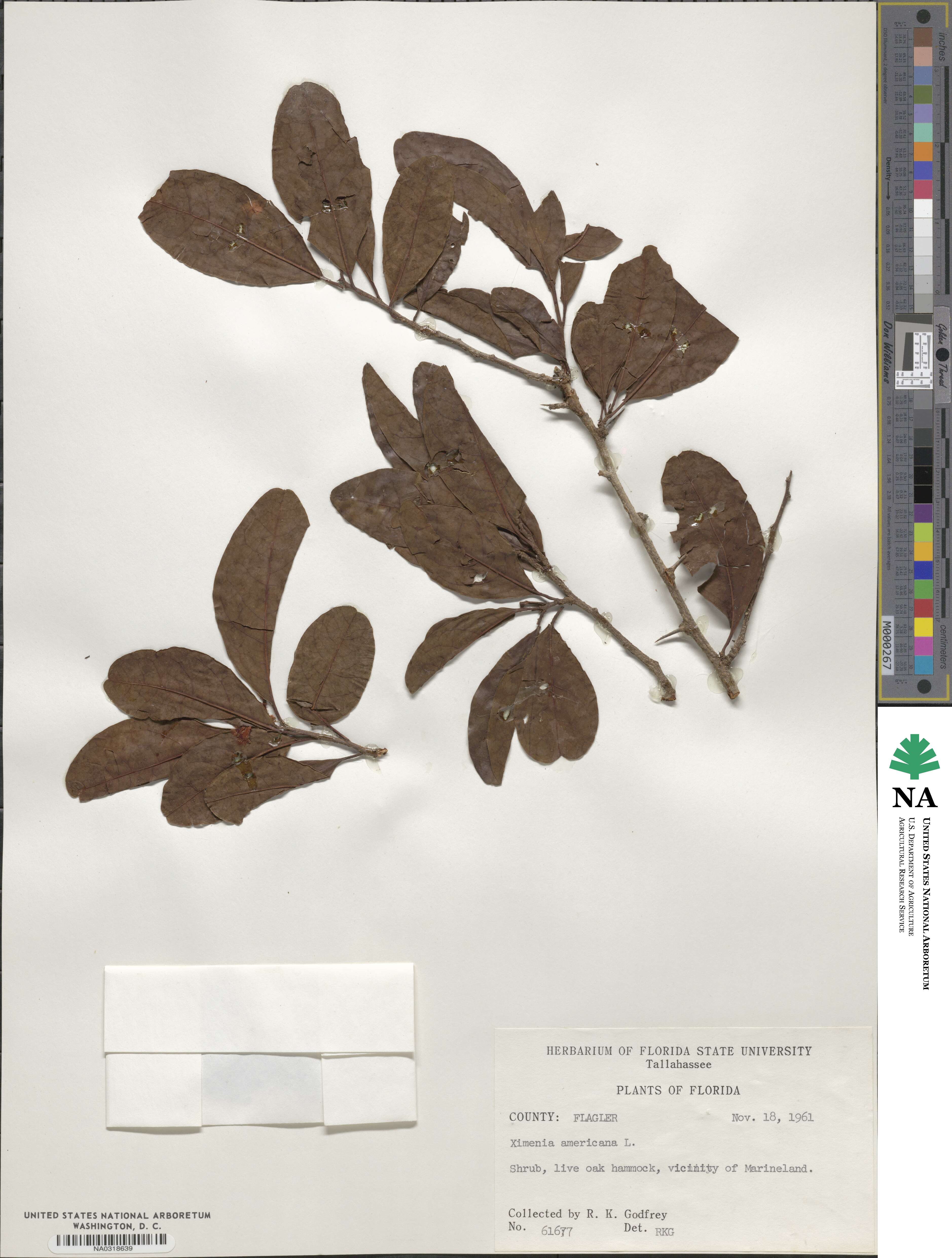 Ximenia americana image