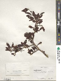 Ximenia americana image