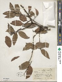 Ptychopetalum uncinatum image