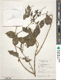 Olax dissitiflora image