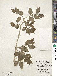 Schoepfia jasminodora image