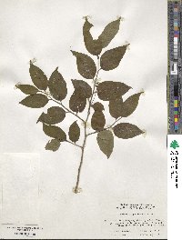 Schoepfia jasminodora image