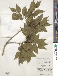 Schoepfia jasminodora image