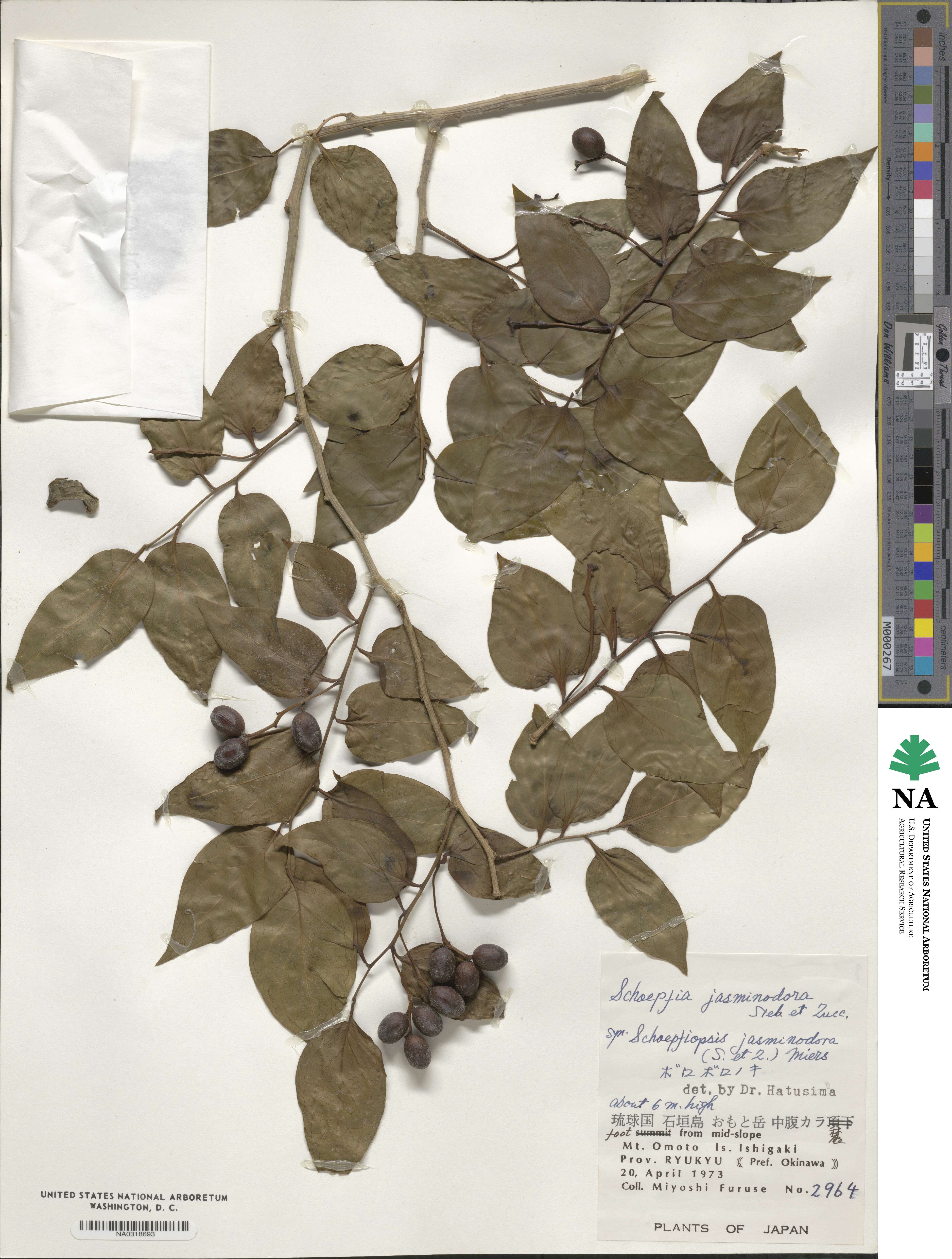 Schoepfia jasminodora image