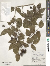 Schoepfia jasminodora image