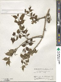 Schoepfia jasminodora image