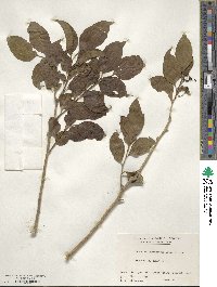 Schoepfia jasminodora image