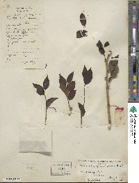 Schoepfia jasminodora image