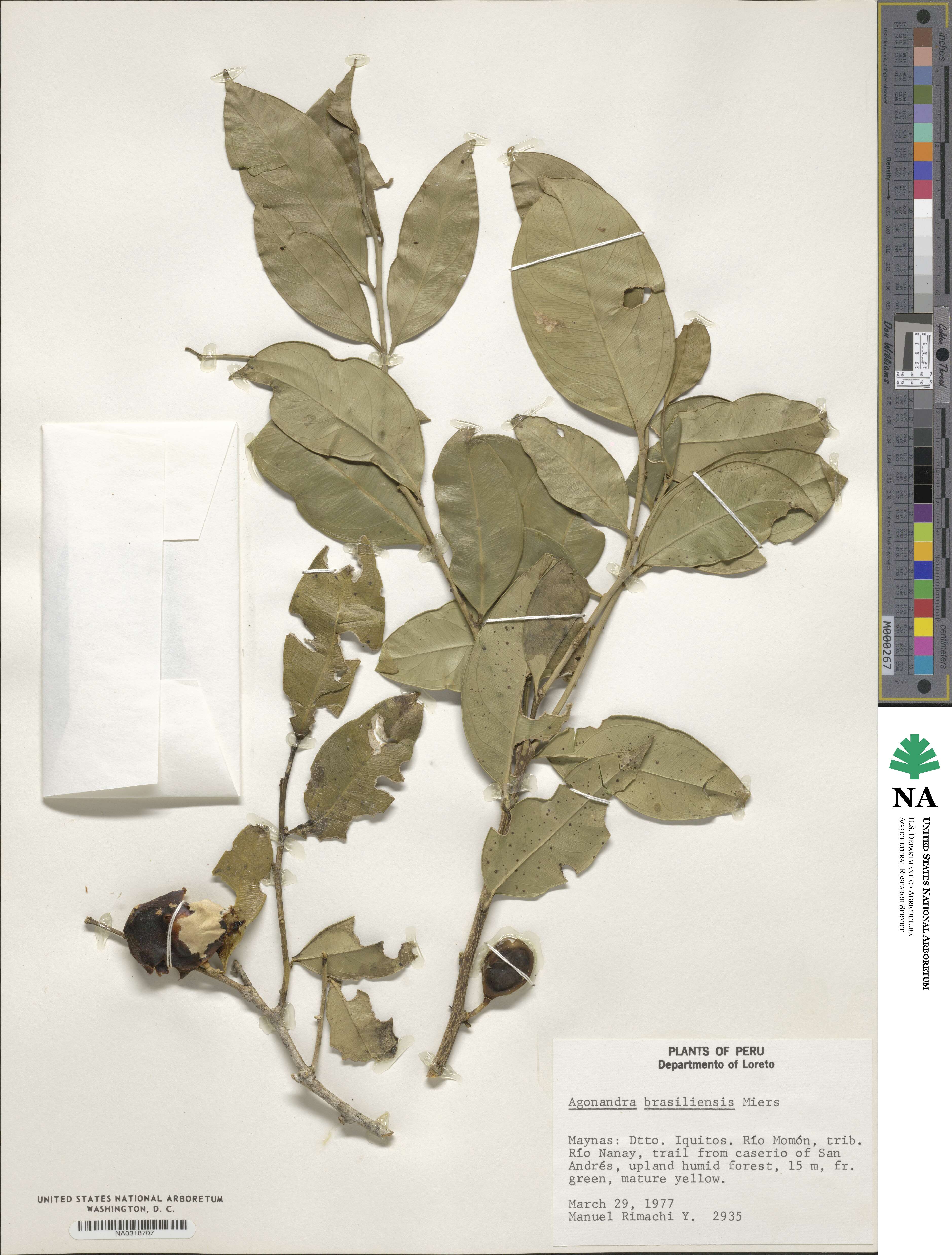 Agonandra brasiliensis image