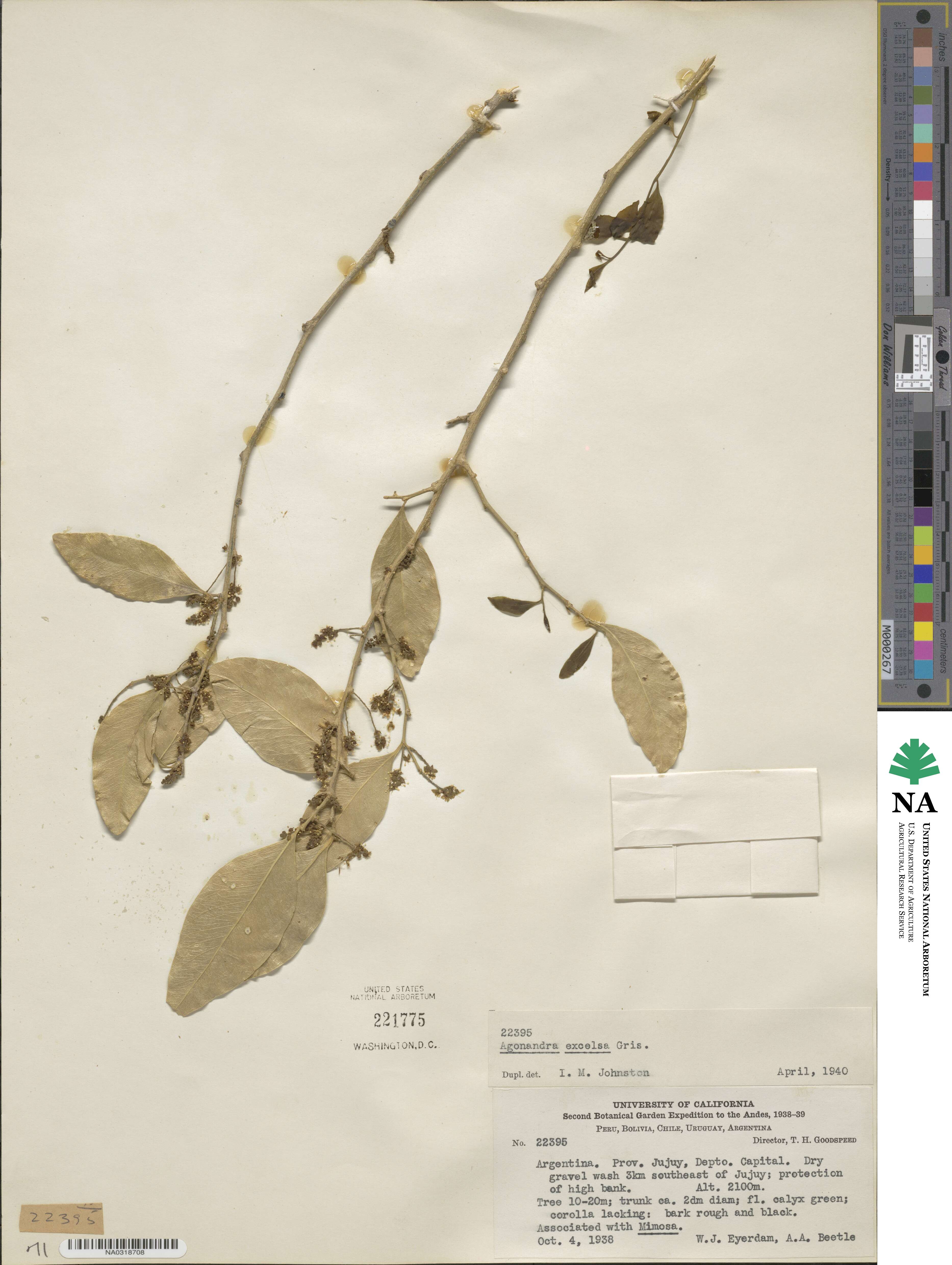 Agonandra excelsa image