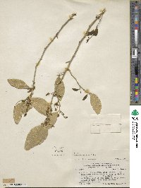 Image of Agonandra excelsa