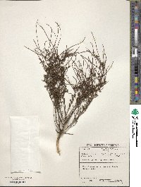 Thesium leptocaule image