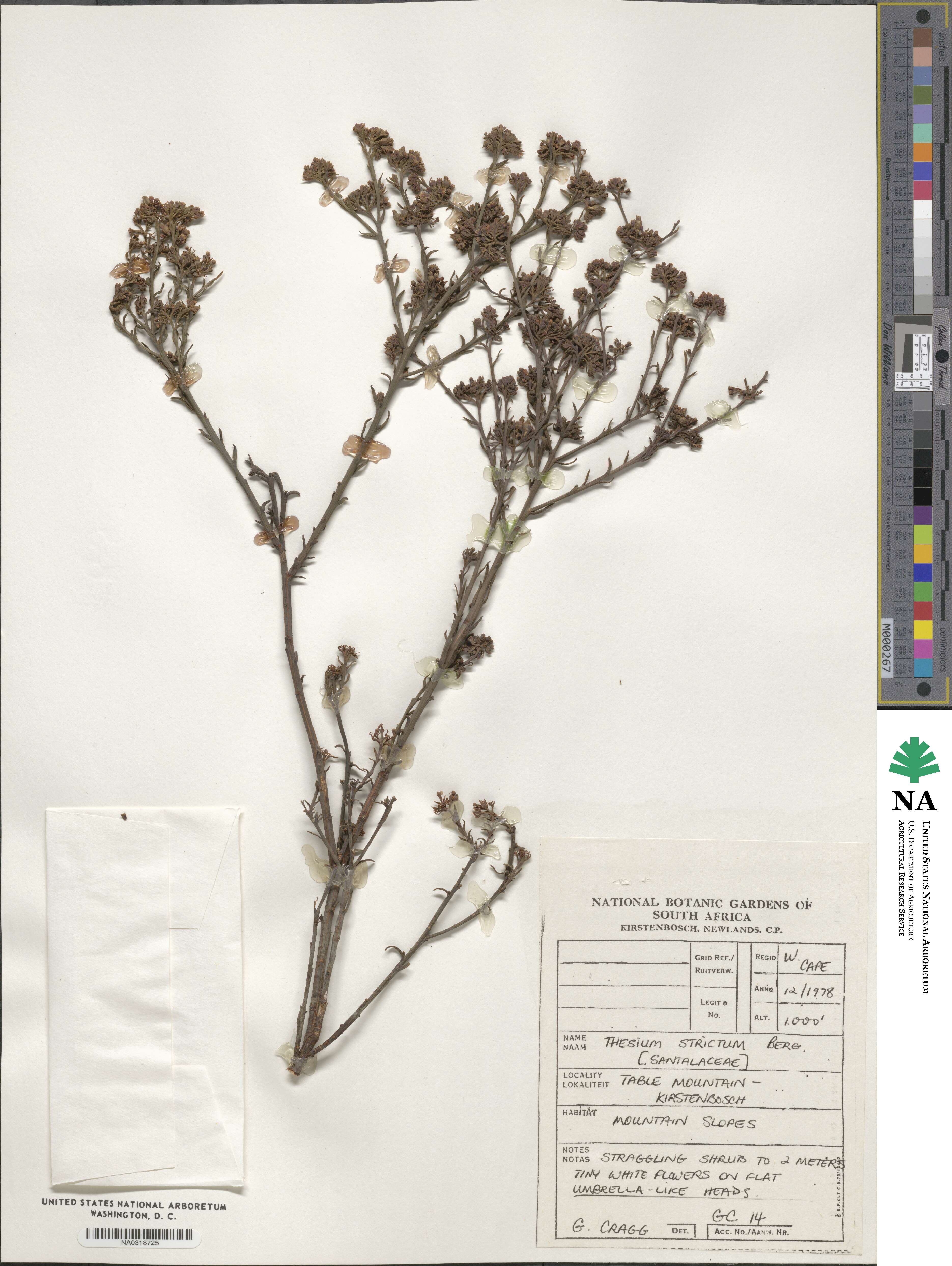 Thesium strictum image