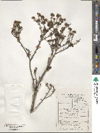 Image of Thesium strictum