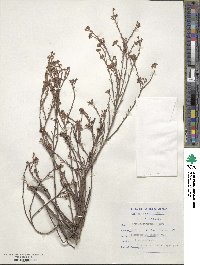 Thesium strictum image