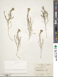 Image of Arjona longifolia