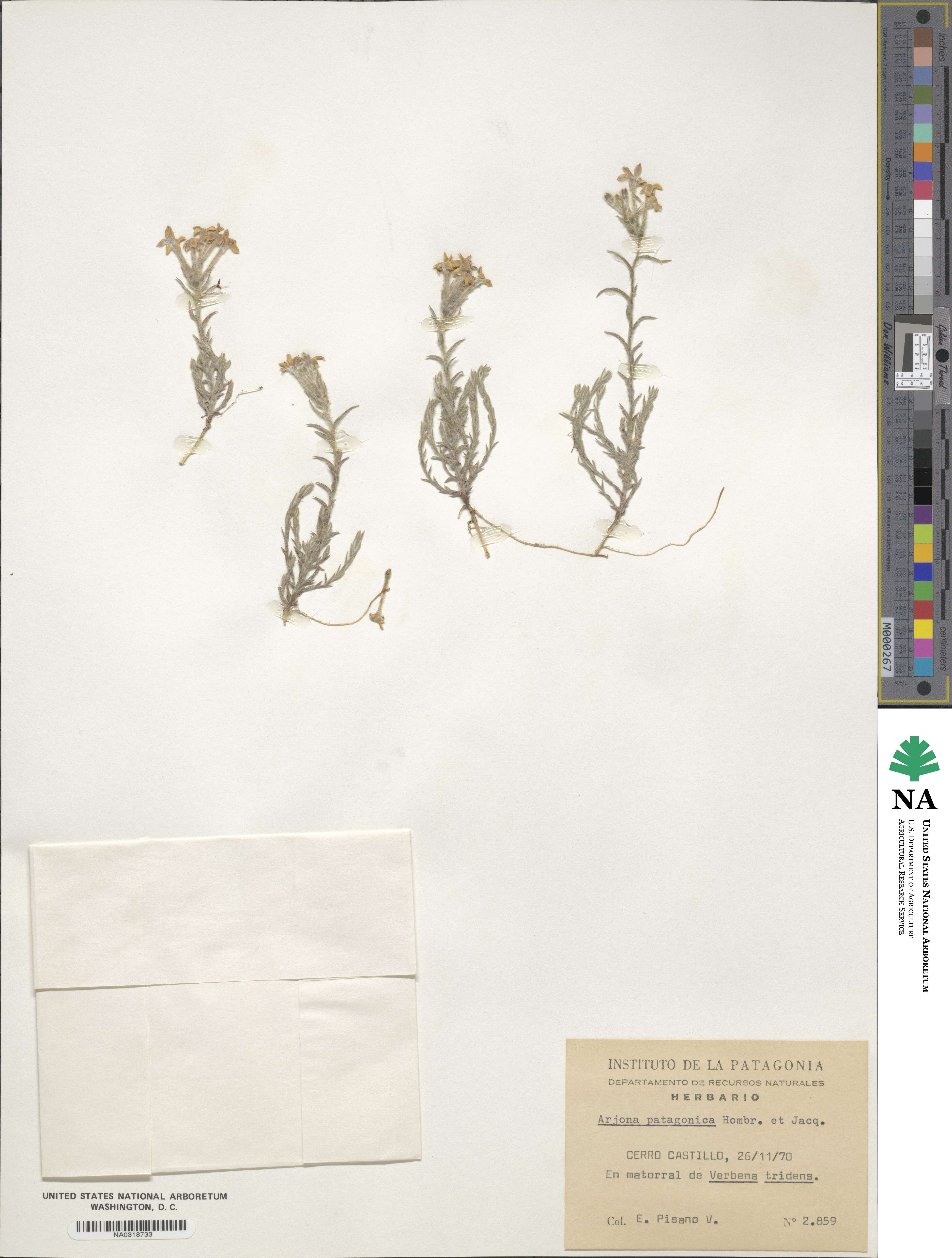 Arjona patagonica image