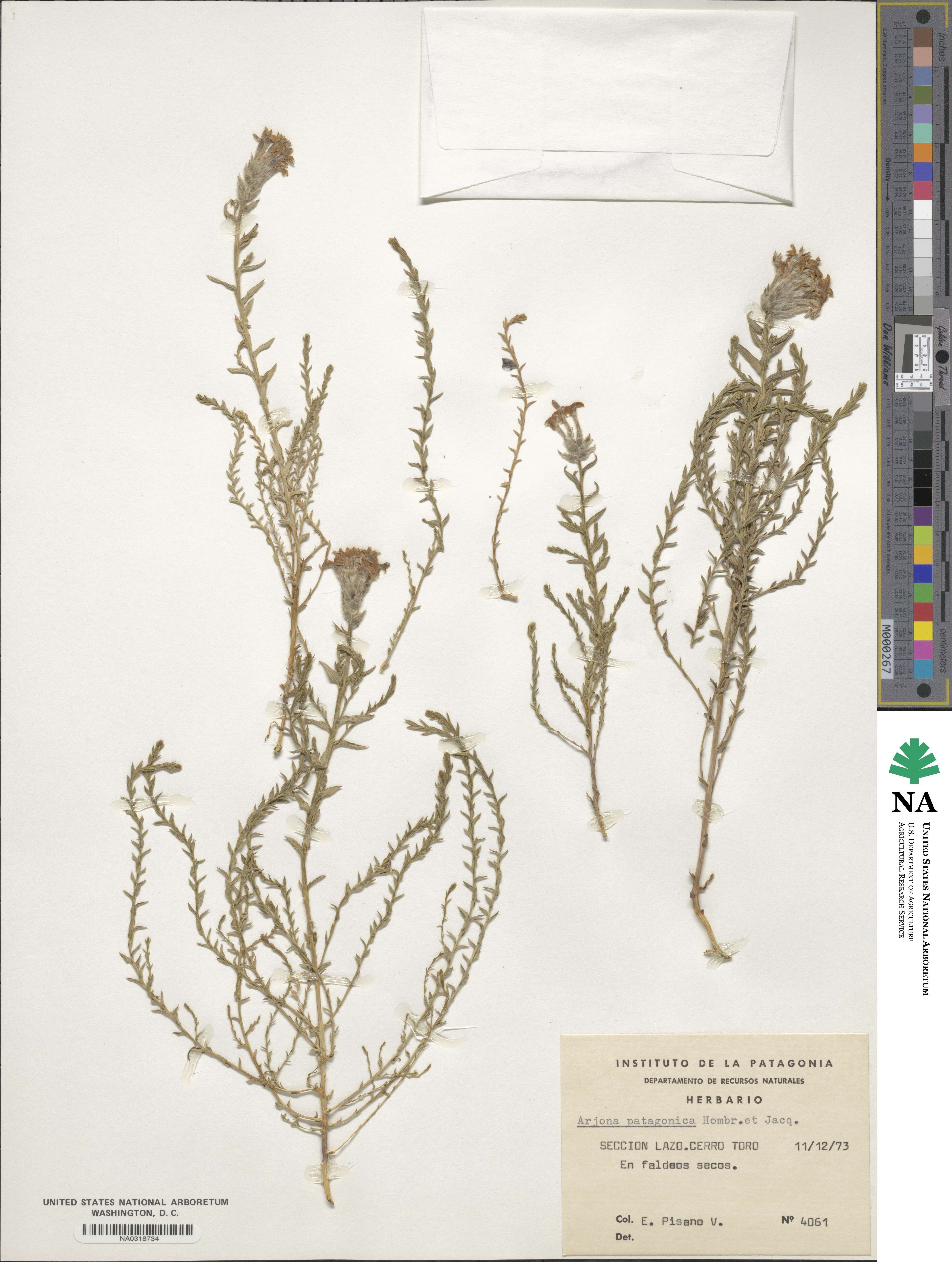 Arjona patagonica image