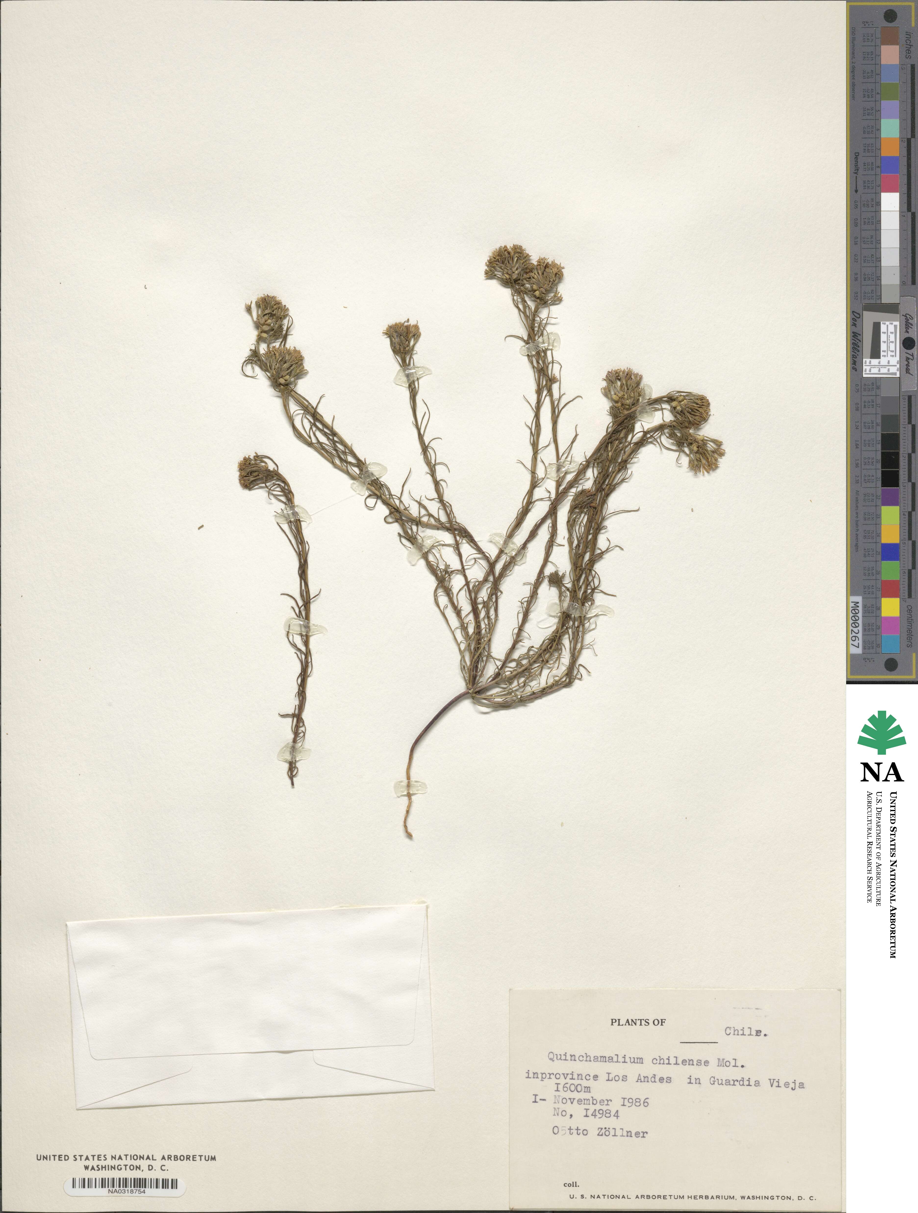 Quinchamalium image