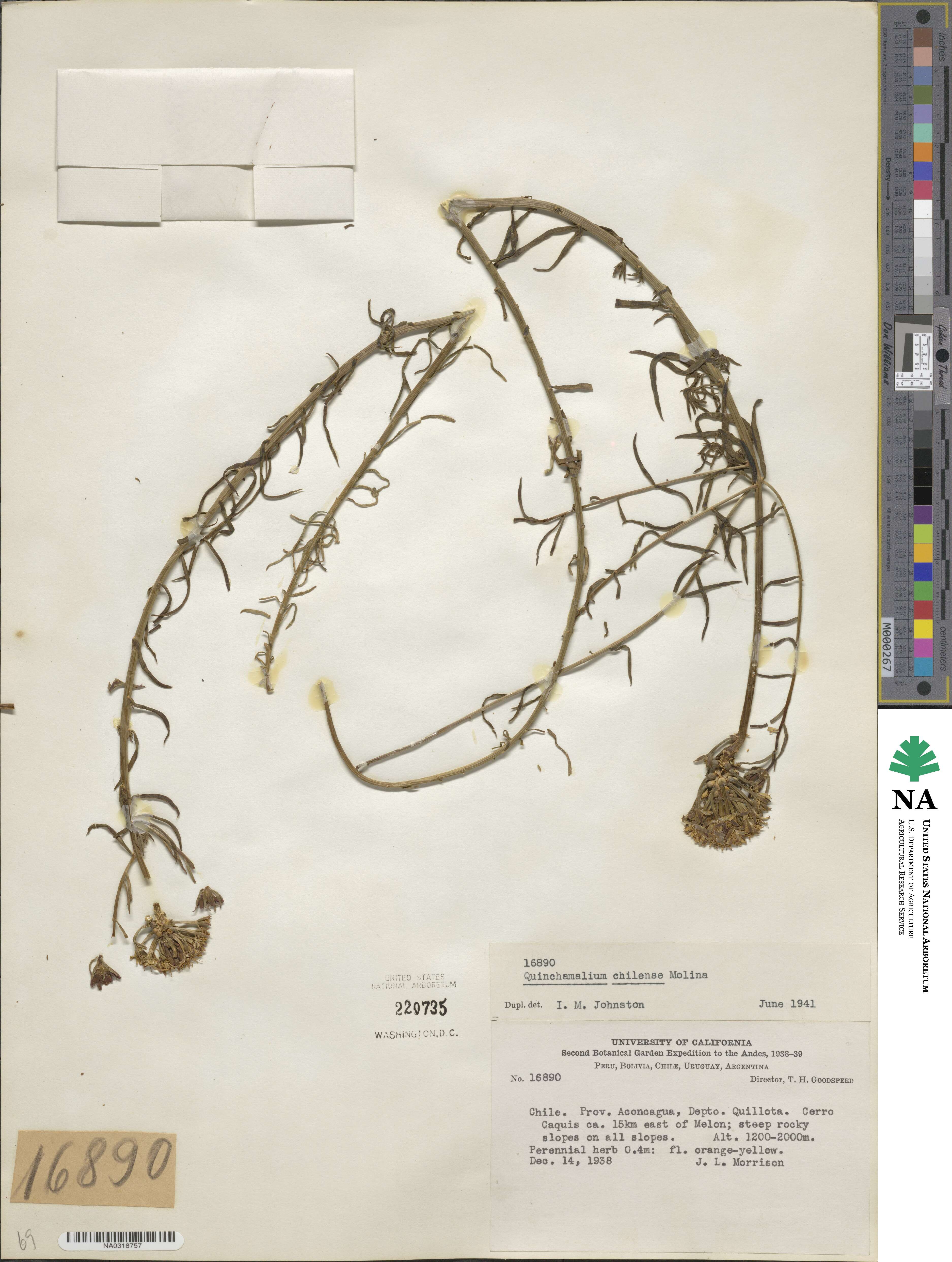 Quinchamalium chilense image