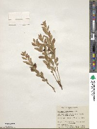 Geocaulon lividum image