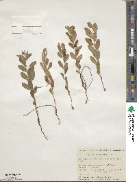 Geocaulon lividum image