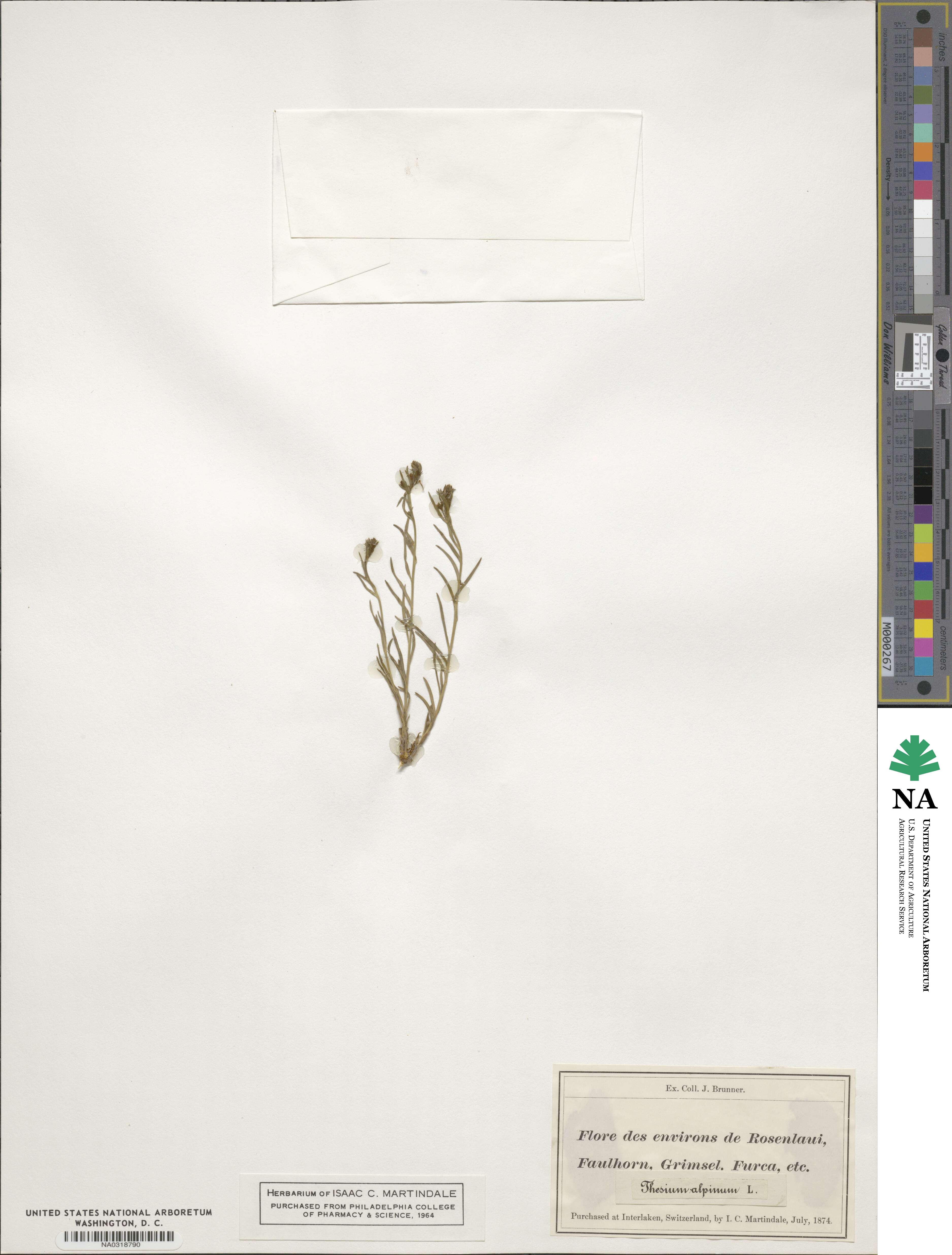 Thesium alpinum image